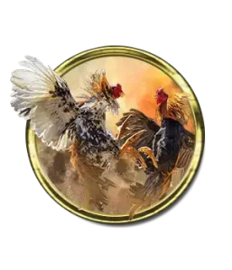 cock fighting